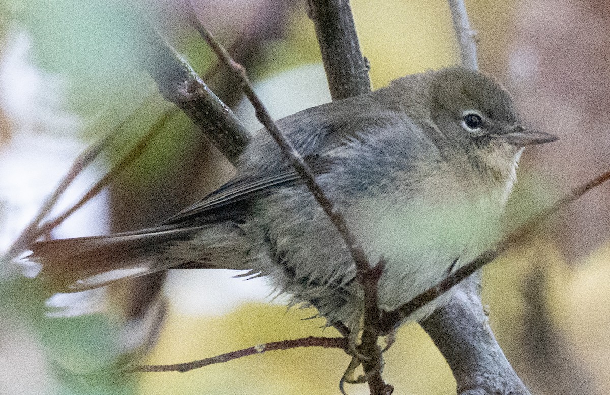 Pine Warbler - Scott Murphy