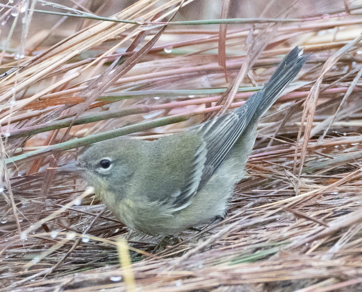 Pine Warbler - ML274778421