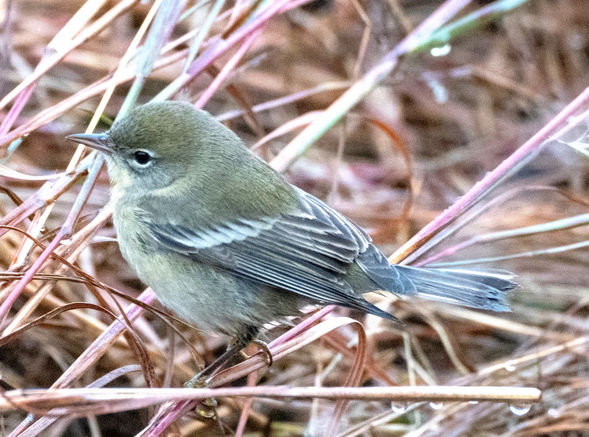 Pine Warbler - ML274778451