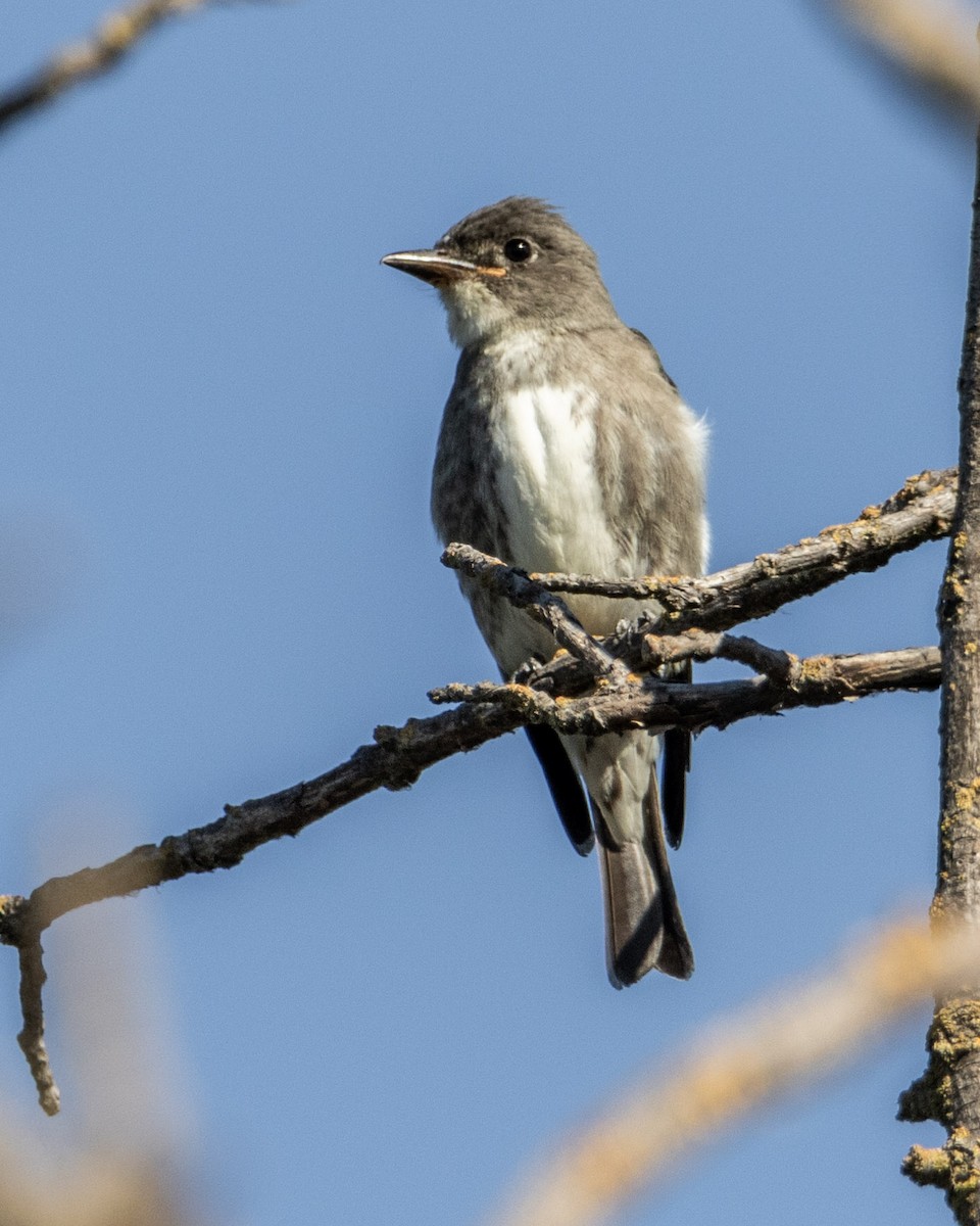 Olive-sided Flycatcher - ML274779101