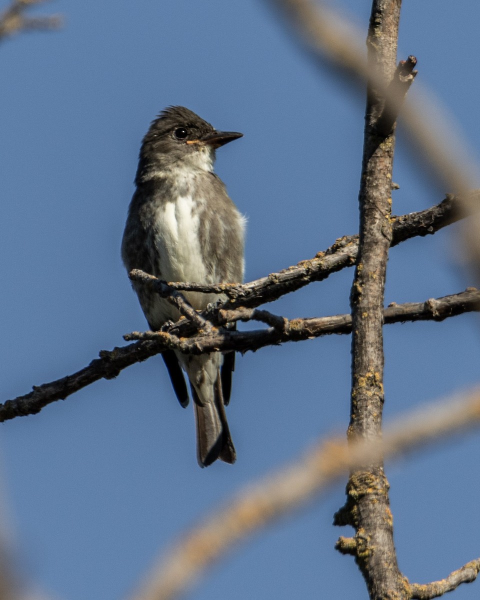 Olive-sided Flycatcher - ML274779131