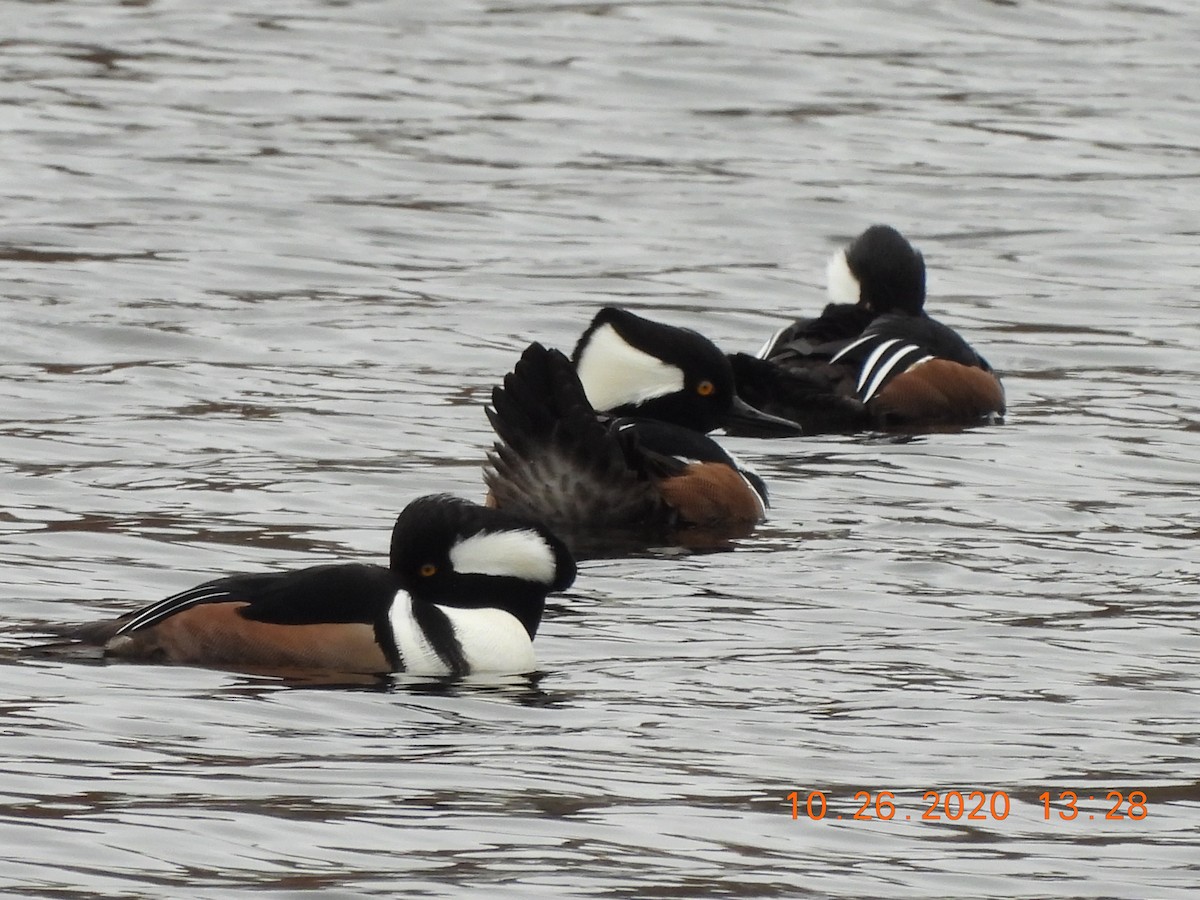 Hooded Merganser - ML274780071