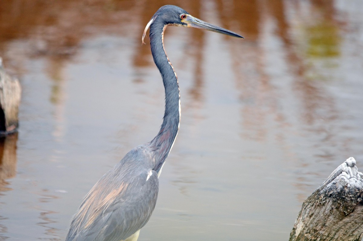 Tricolored Heron - Duncan Mullis