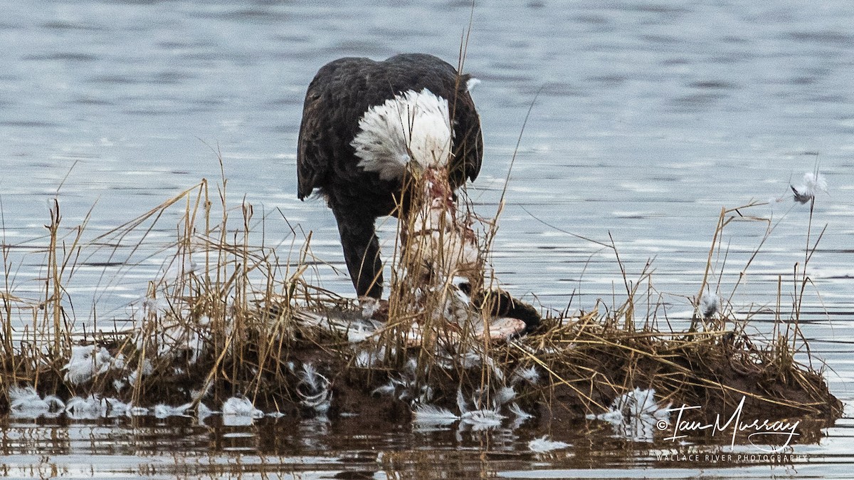 Weißkopf-Seeadler - ML274783091