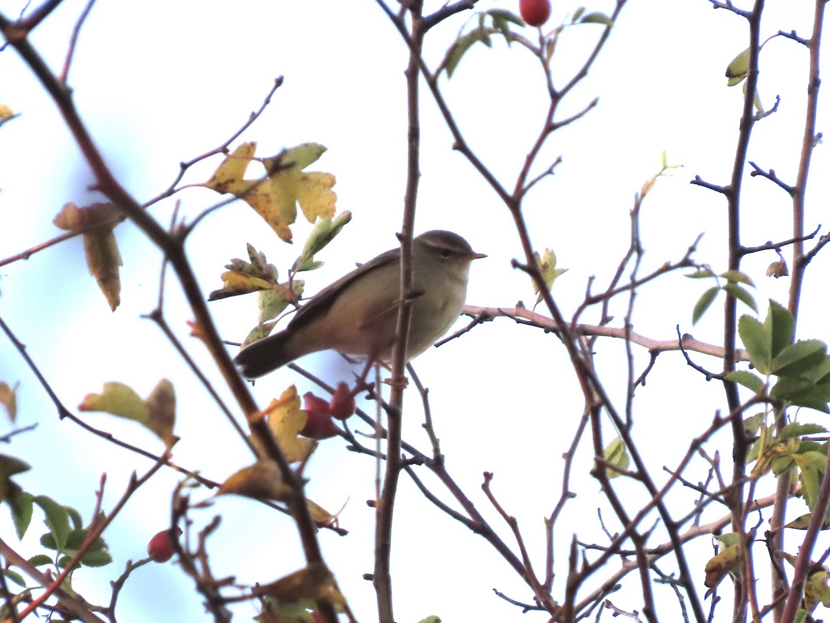 Dusky Warbler - David Campbell