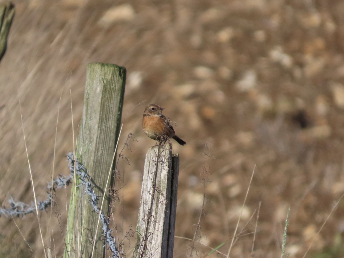 European Stonechat - David Campbell