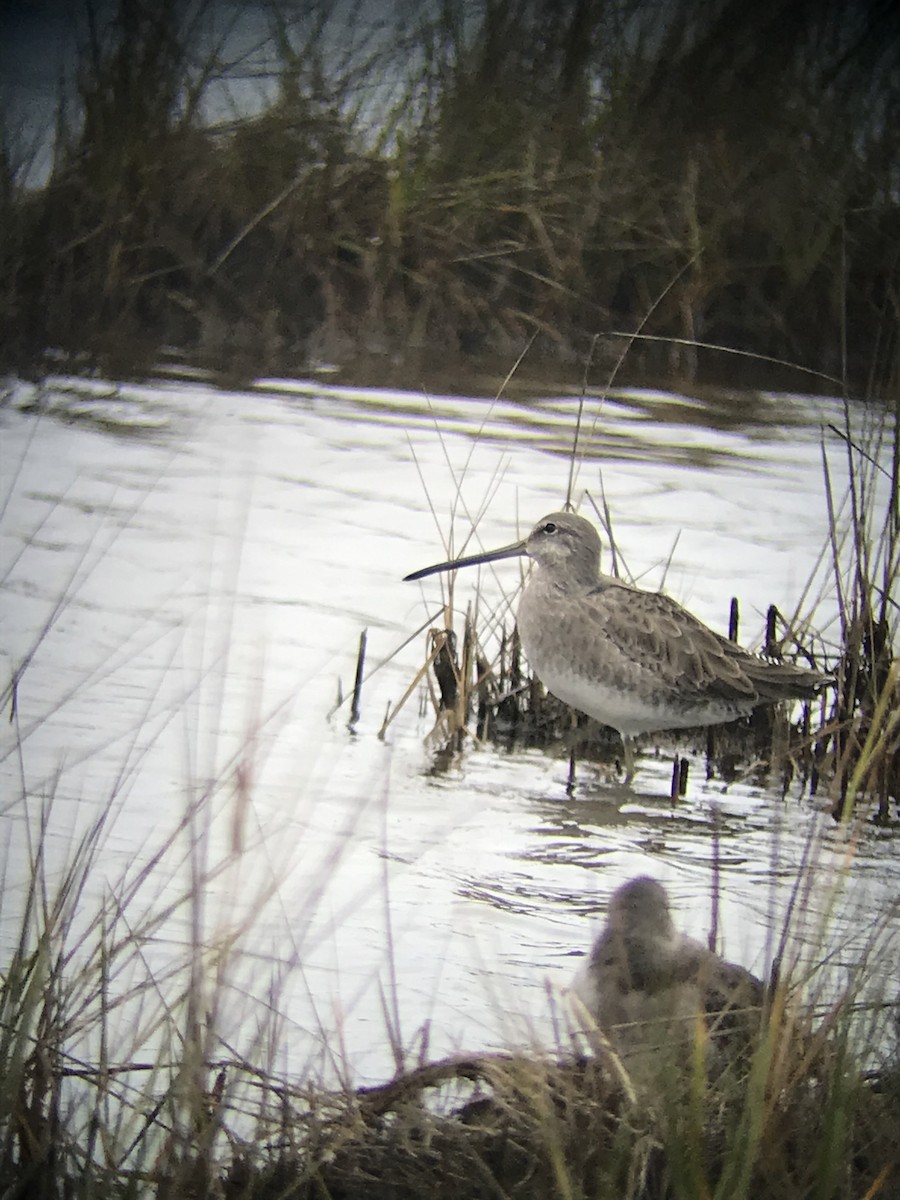 Long-billed Dowitcher - ML274786521