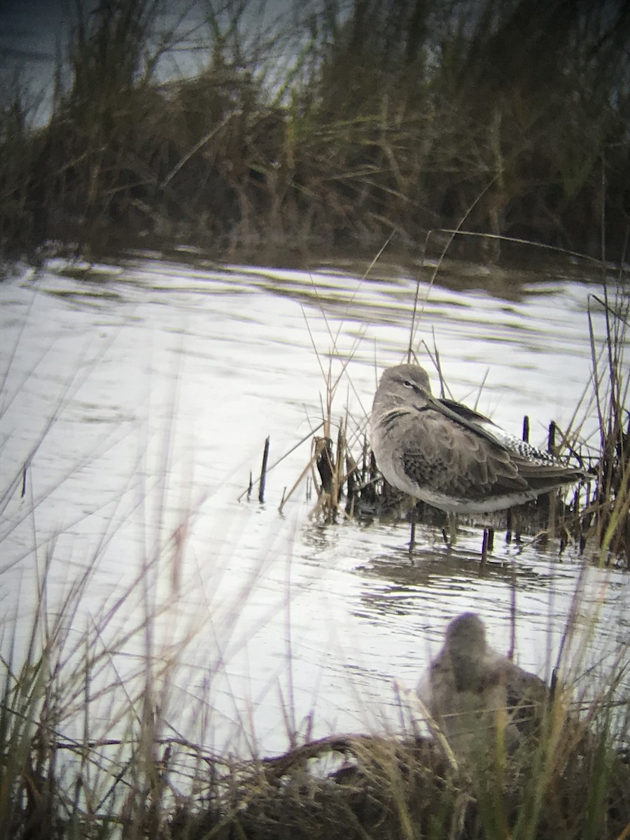 Long-billed Dowitcher - ML274786531