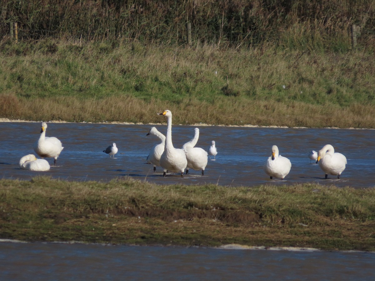 Whooper Swan - David Campbell