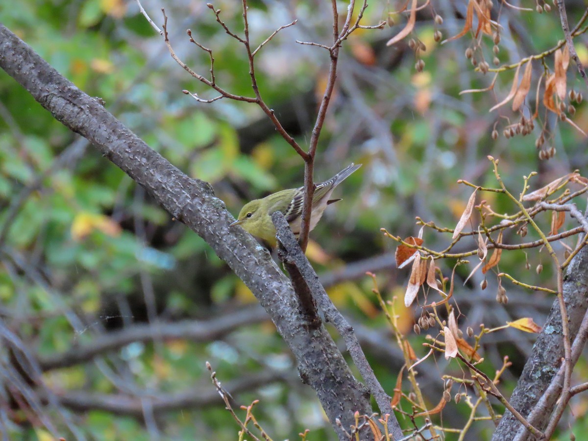 Blackpoll Warbler - ML274791411