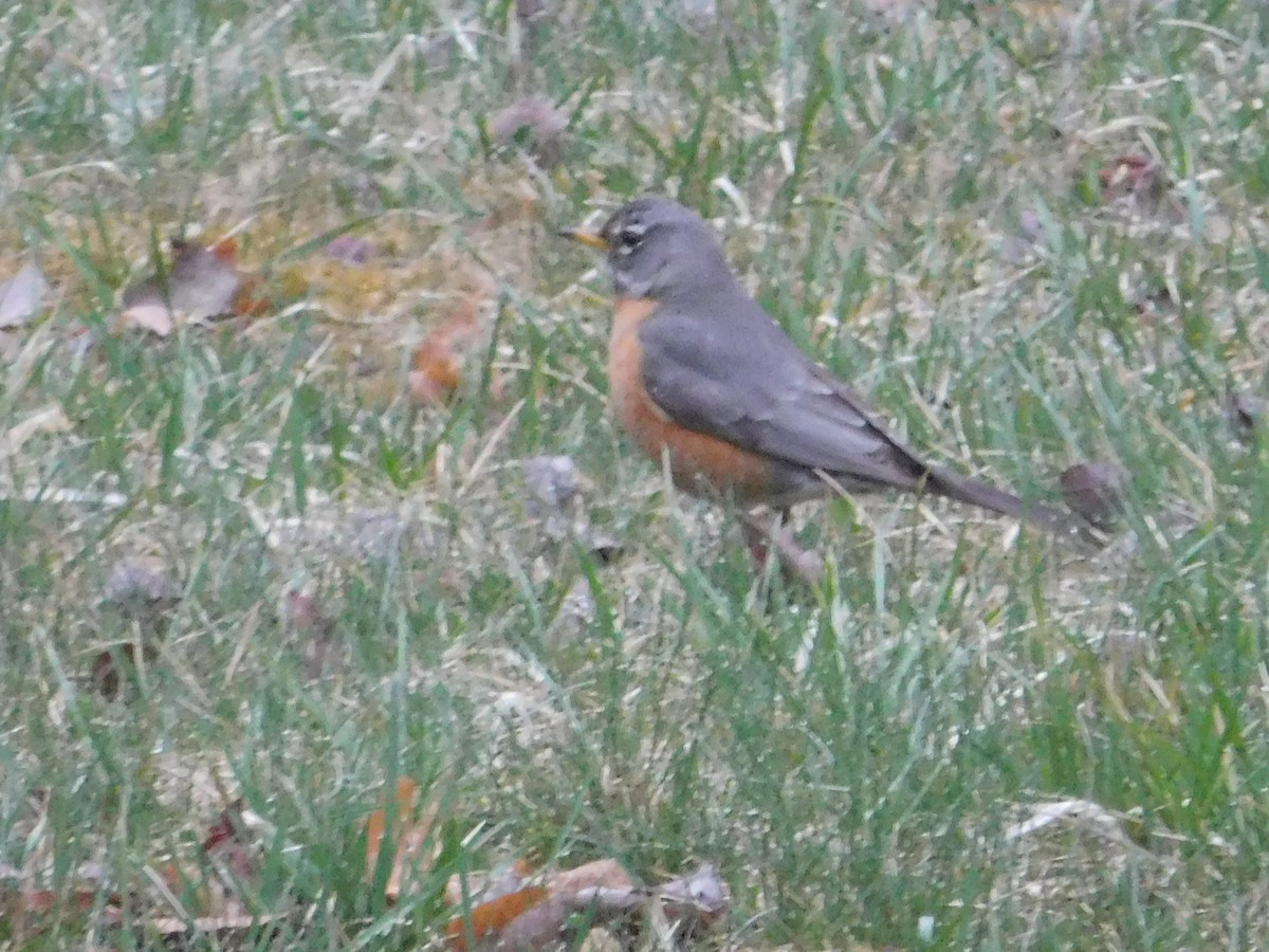 American Robin - ML27479161