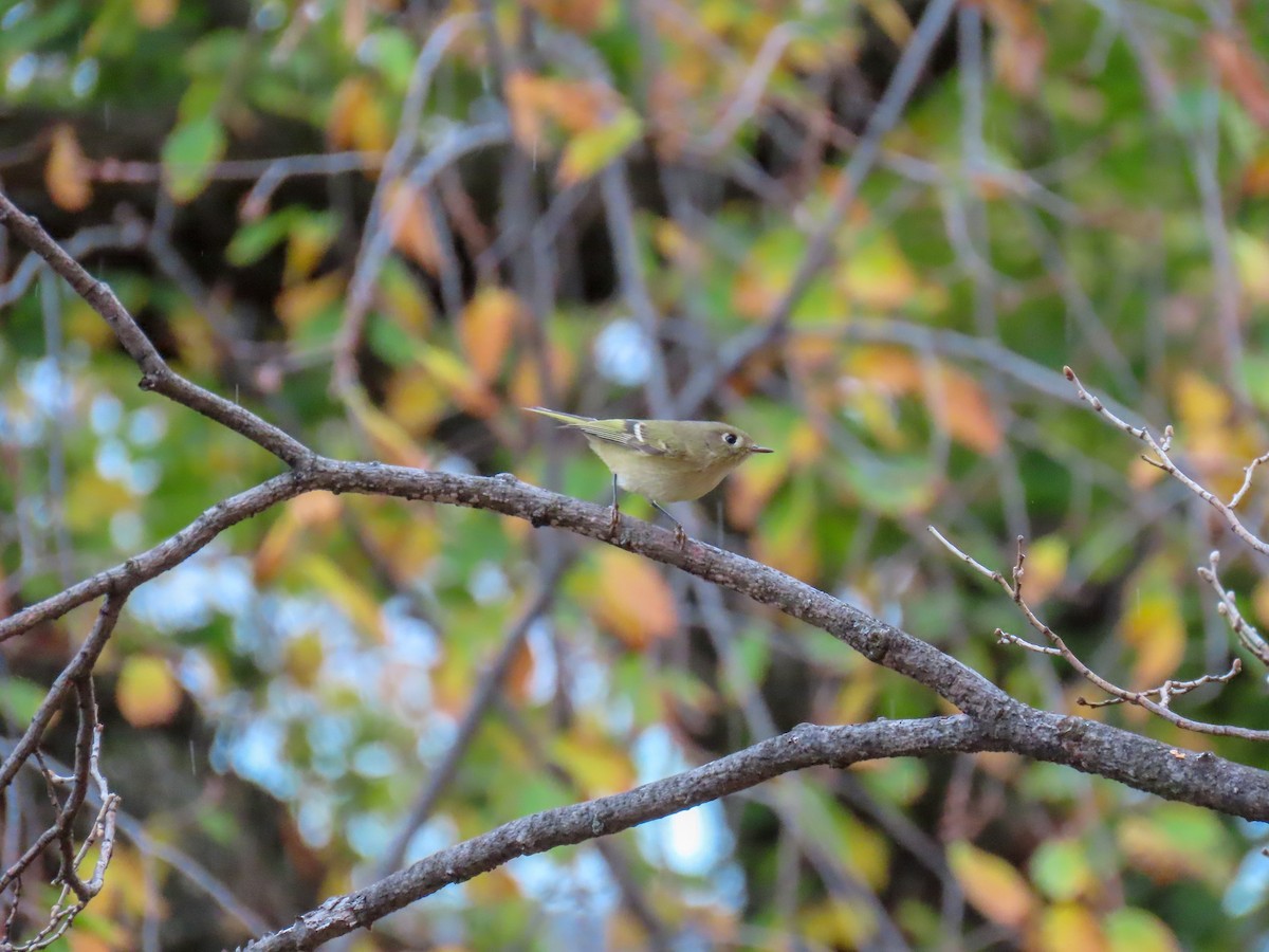 Ruby-crowned Kinglet - ML274791841