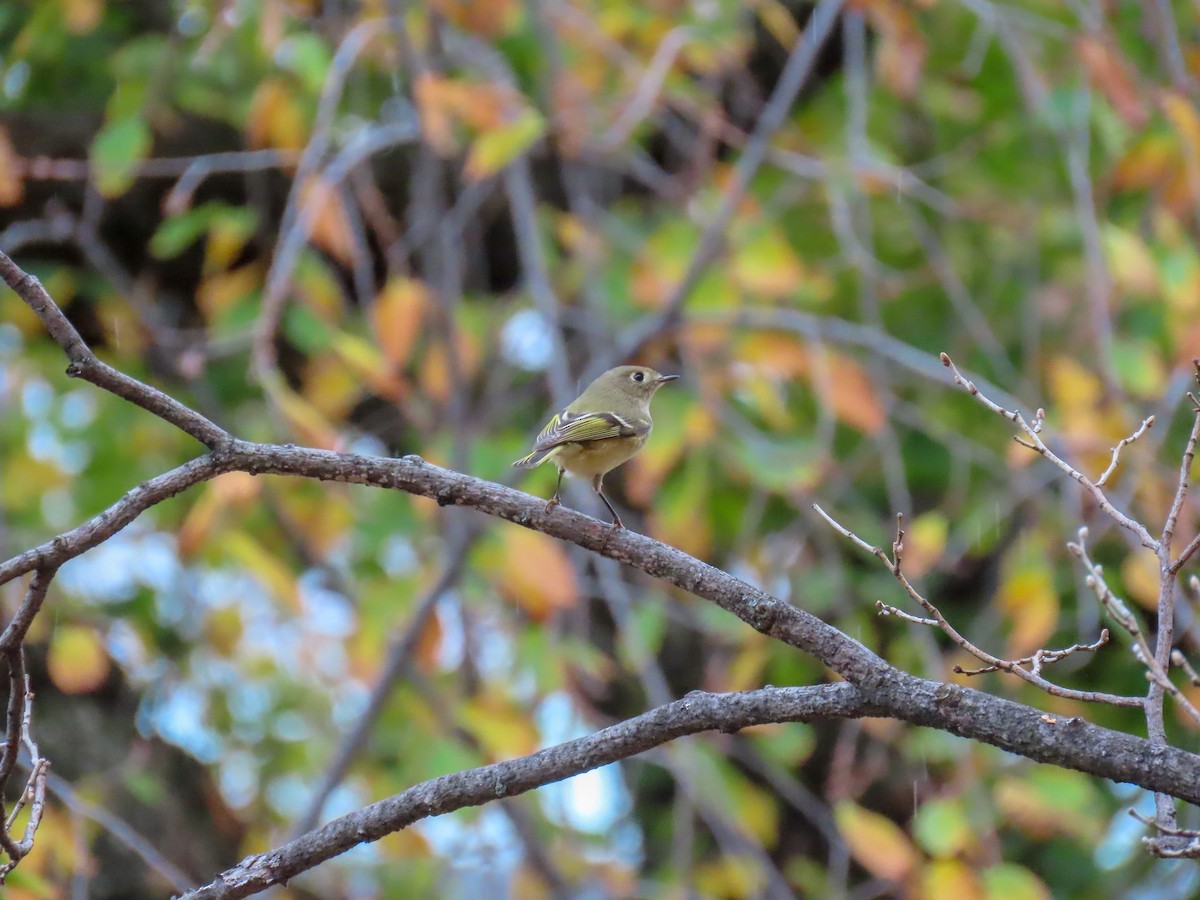 Ruby-crowned Kinglet - ML274791851