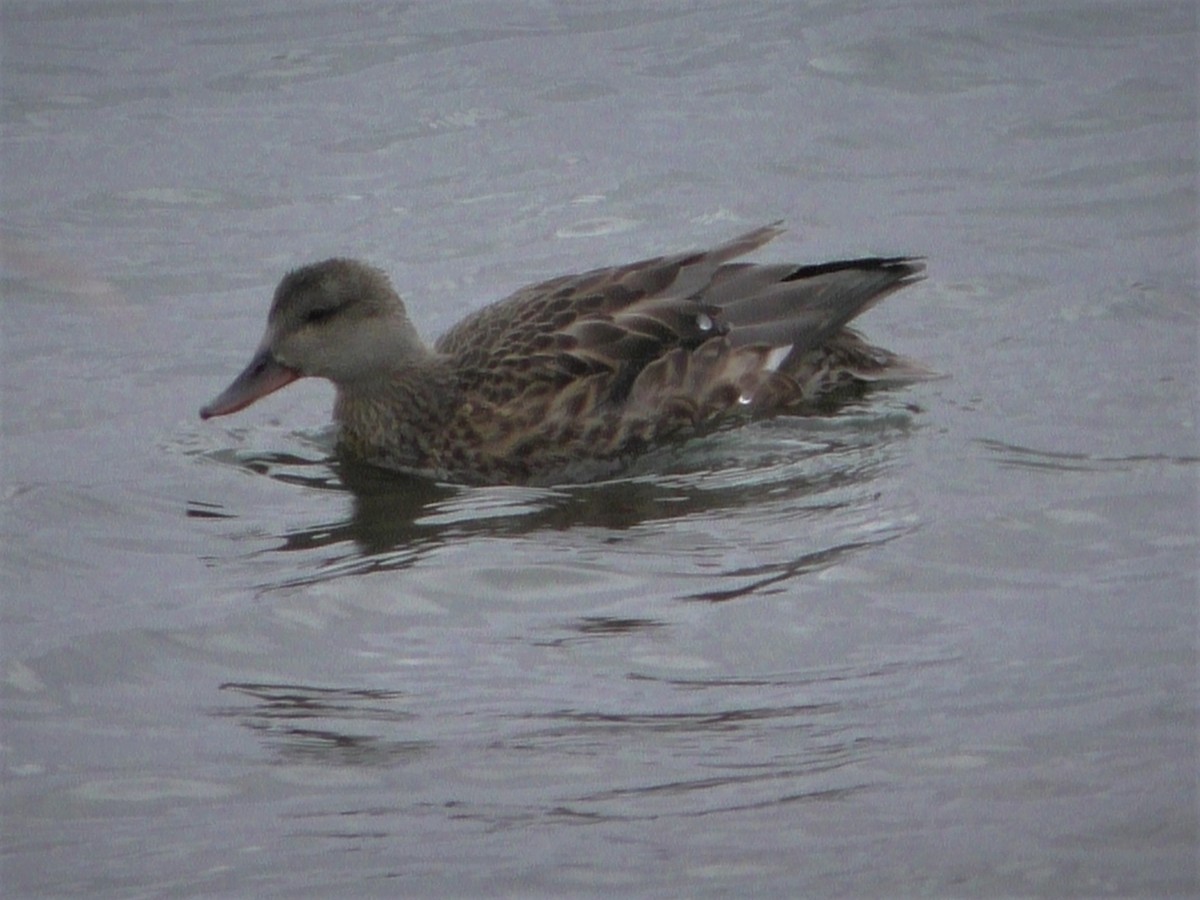 Бор нугас - ML274794651