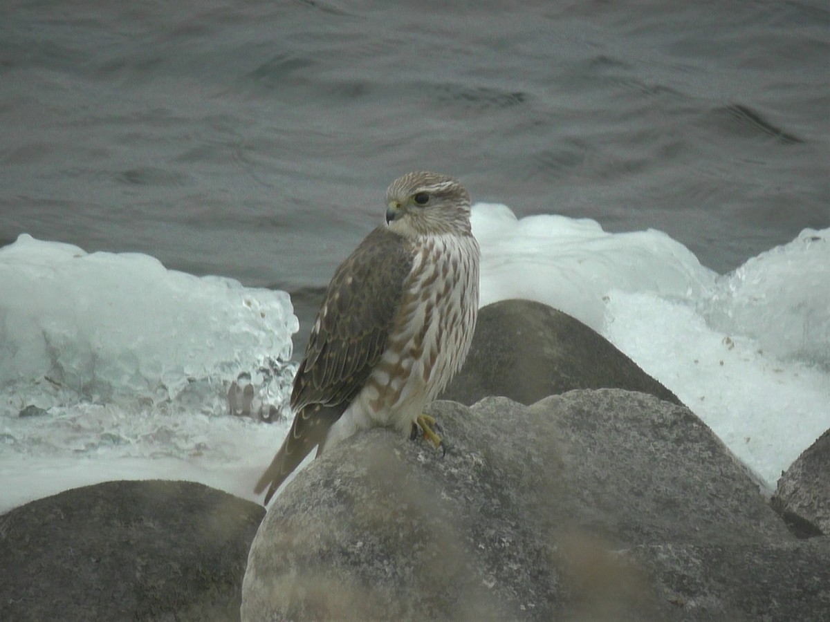 Хайргууна шонхор - ML274794881