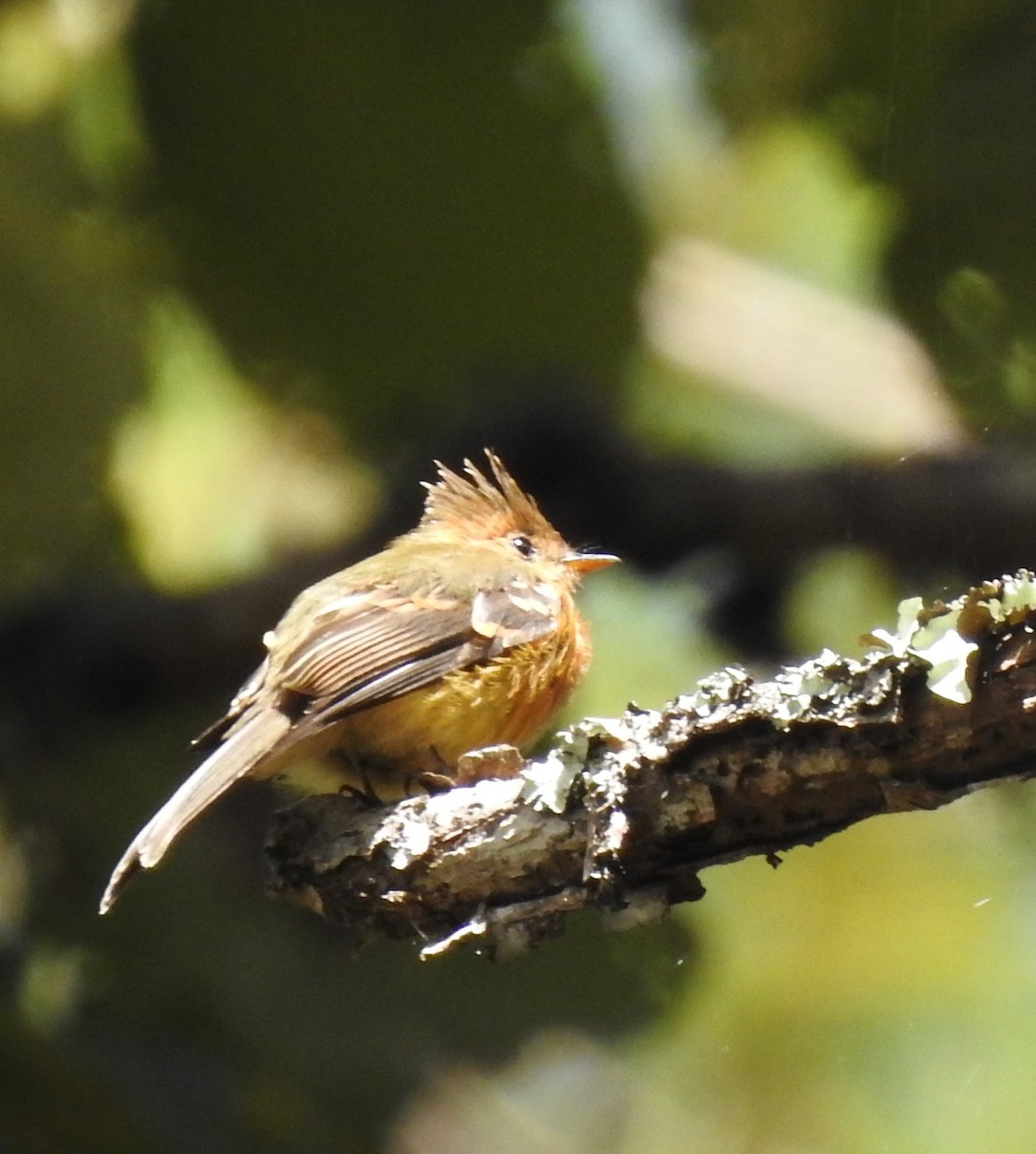 Tufted Flycatcher - ML274795091