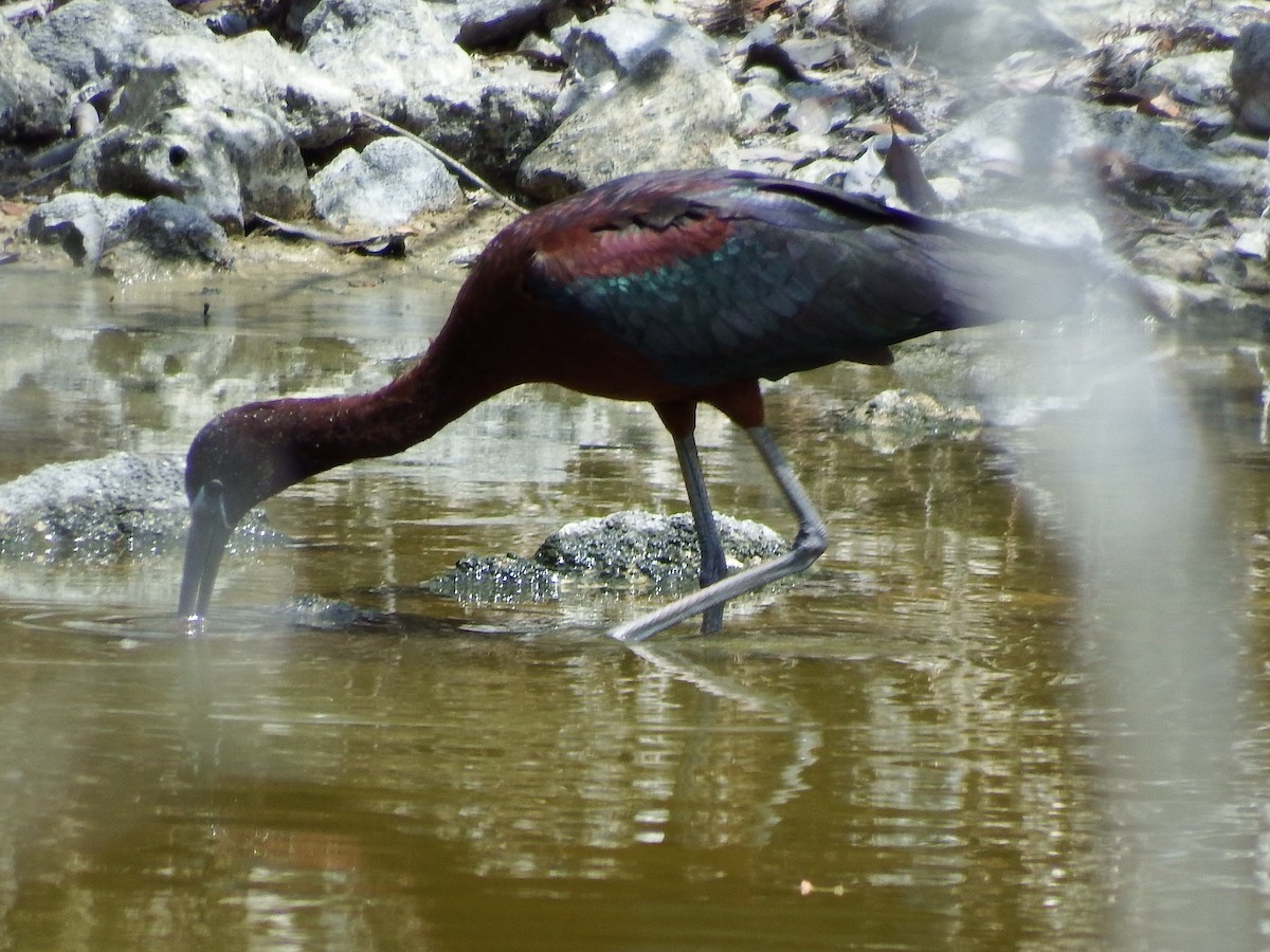 ibis hnědý - ML27479511
