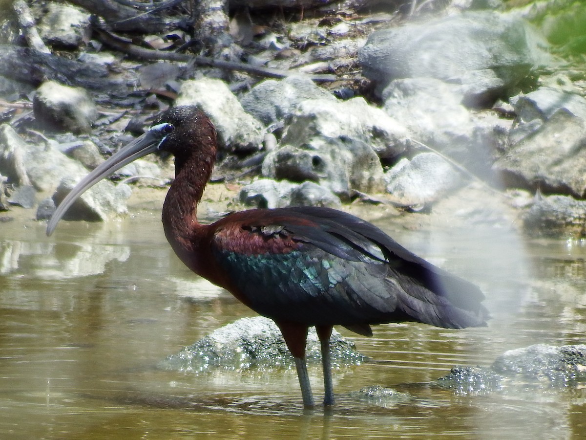 ibis hnědý - ML27479521