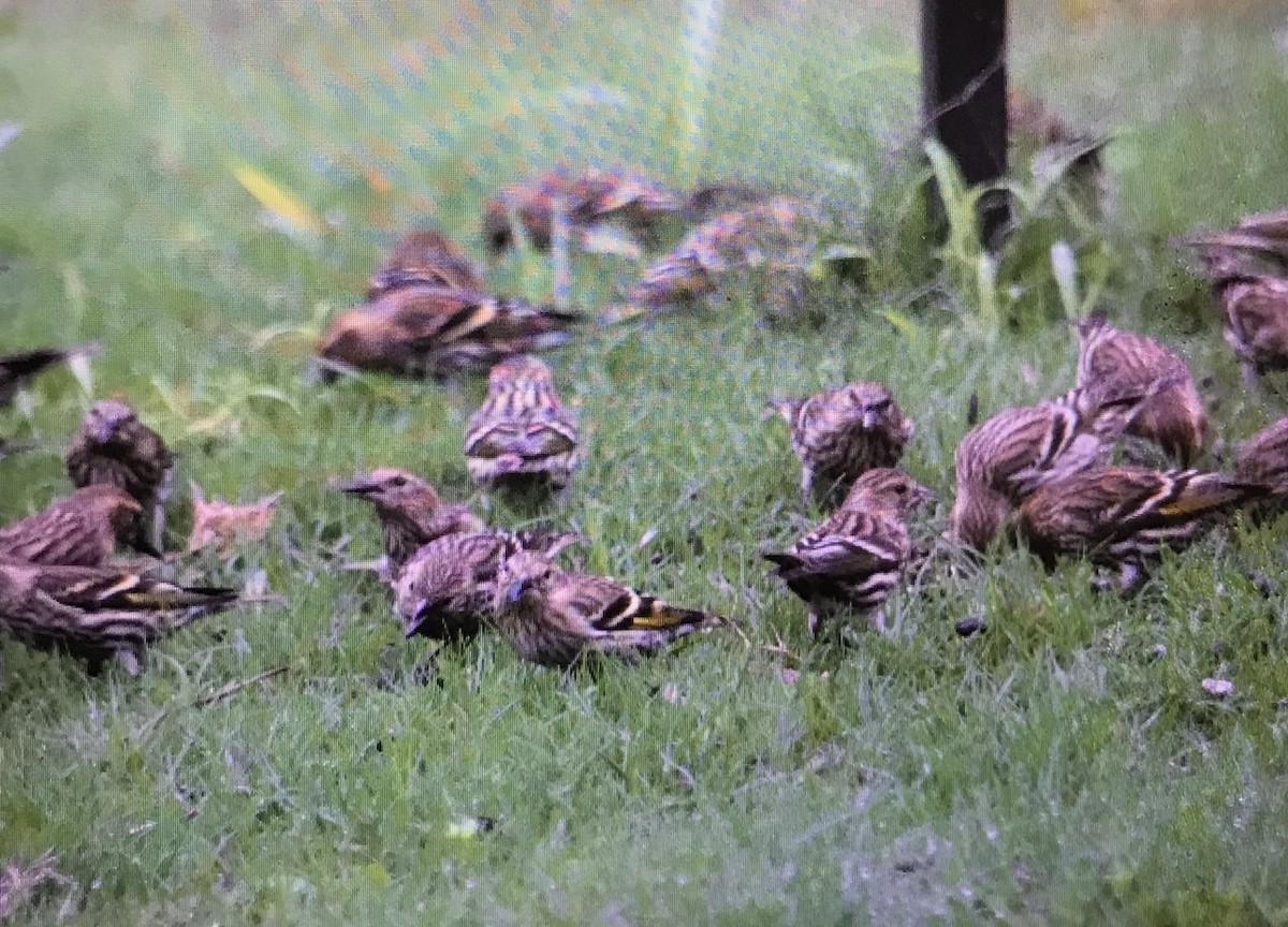 Pine Siskin - ML274795431
