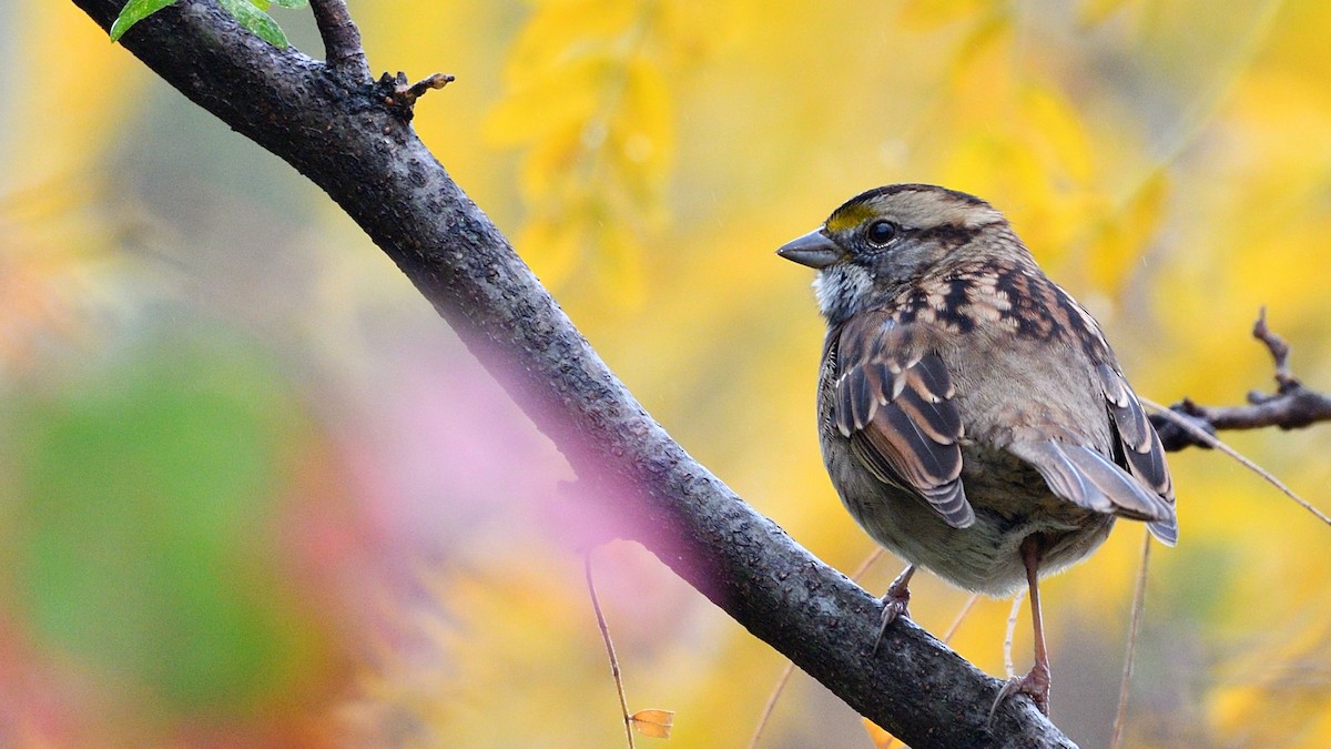 White-throated Sparrow - ML274796471