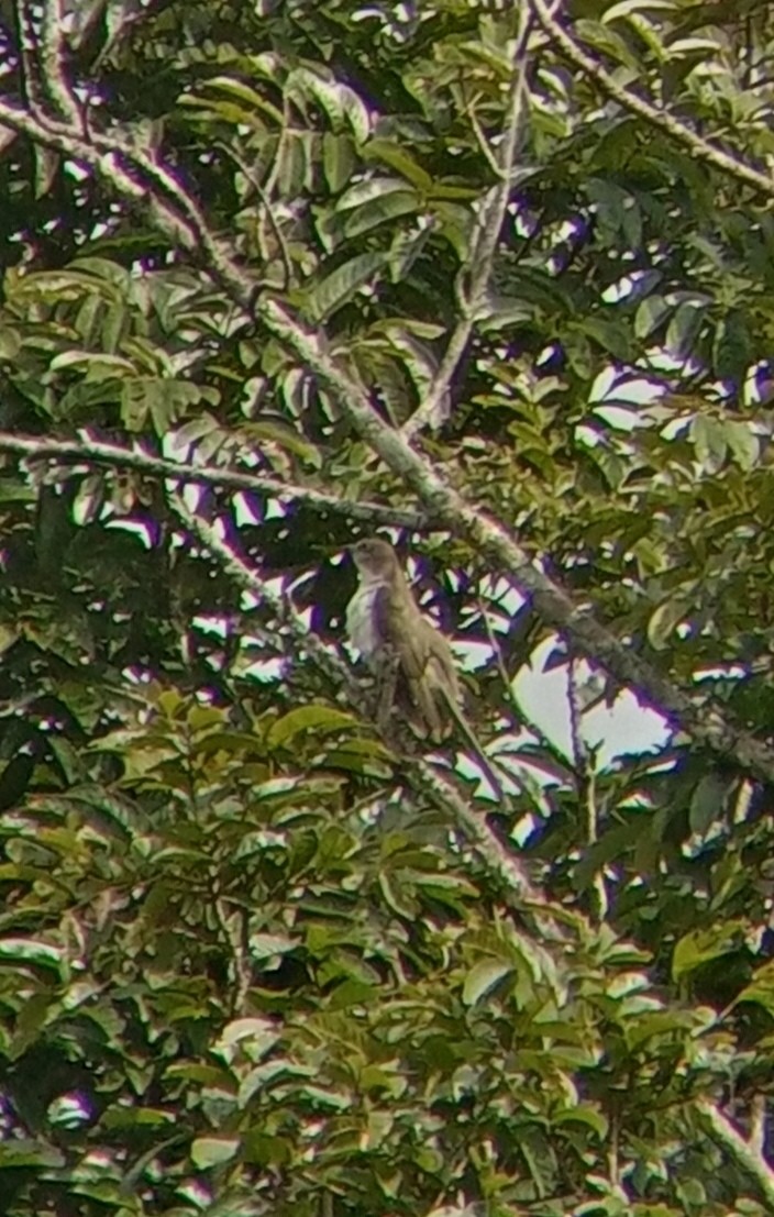 Black-billed Cuckoo - ML274796581