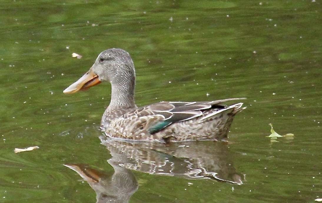 Northern Shoveler - ML274796891