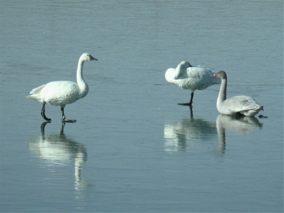 Tundra Swan - ML274798221