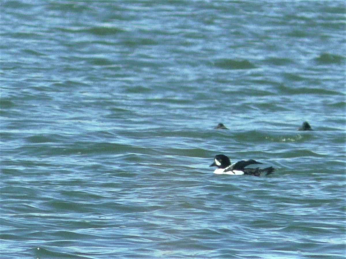 Barrow's Goldeneye - ML274798461
