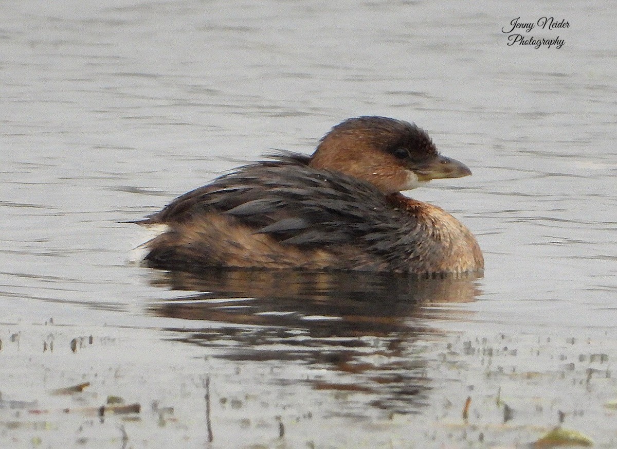 Pied-billed Grebe - ML274799271