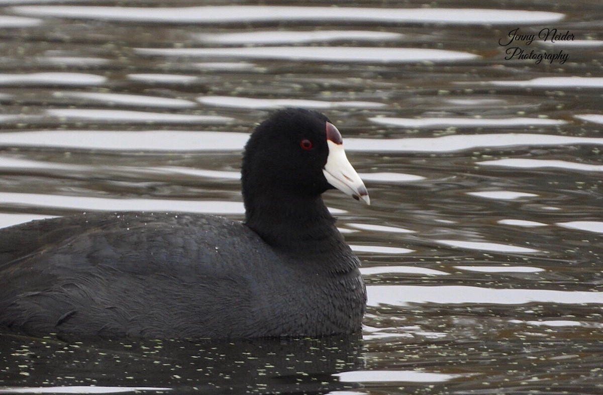 American Coot - ML274799361