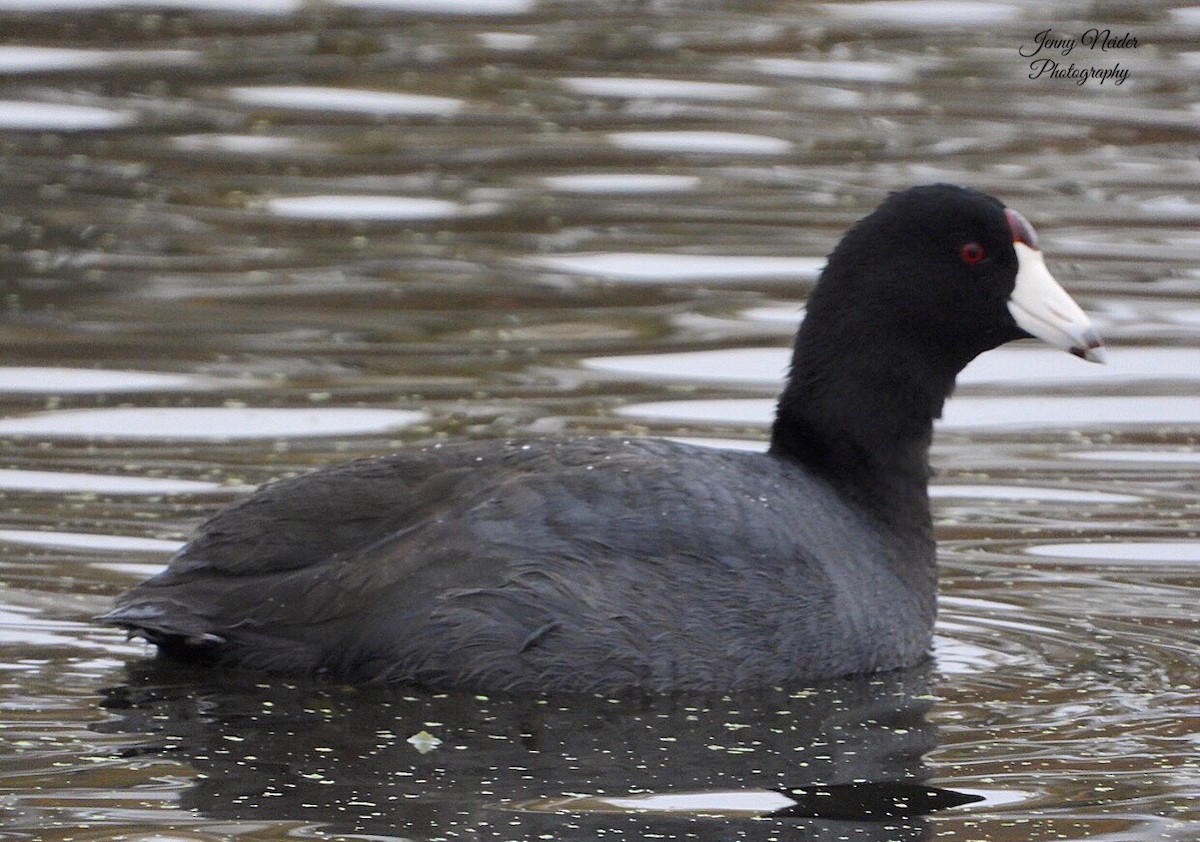 American Coot - ML274799371