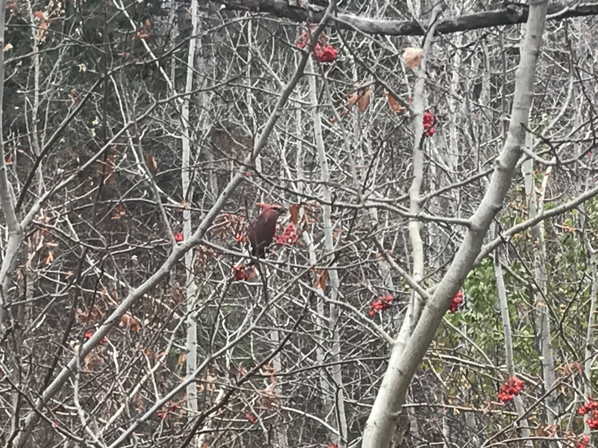 Pine Grosbeak - ML274800151
