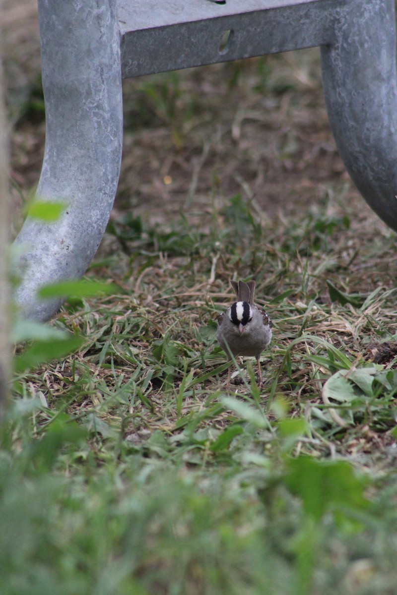 White-crowned Sparrow - ML274800421