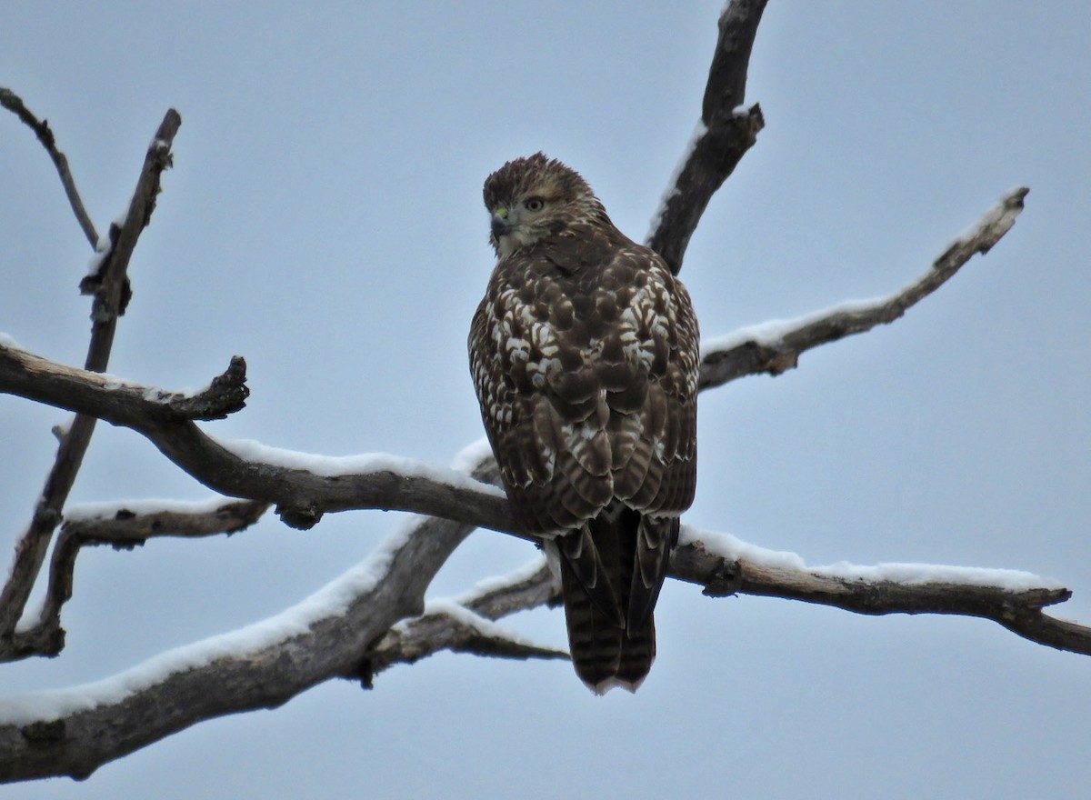 Red-tailed Hawk - ML274800541
