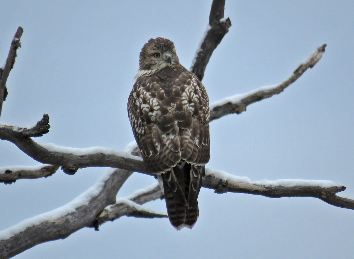 Red-tailed Hawk - ML274800551