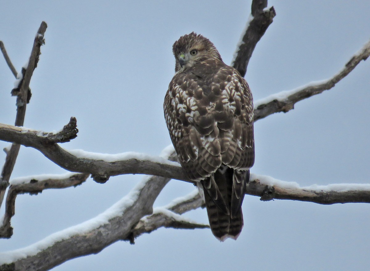 Red-tailed Hawk - ML274800561