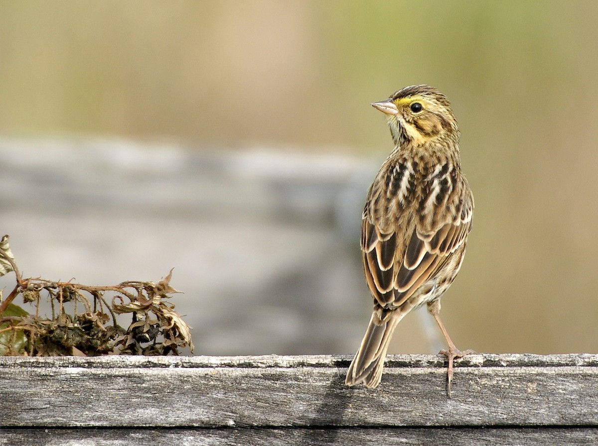 Savannah Sparrow (Savannah) - Oliver Patrick