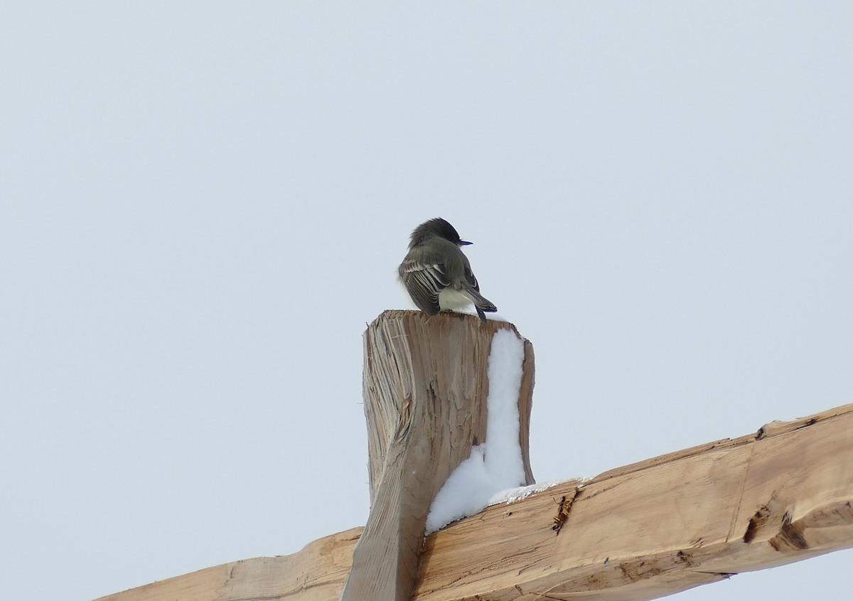 Eastern Phoebe - ML274801631