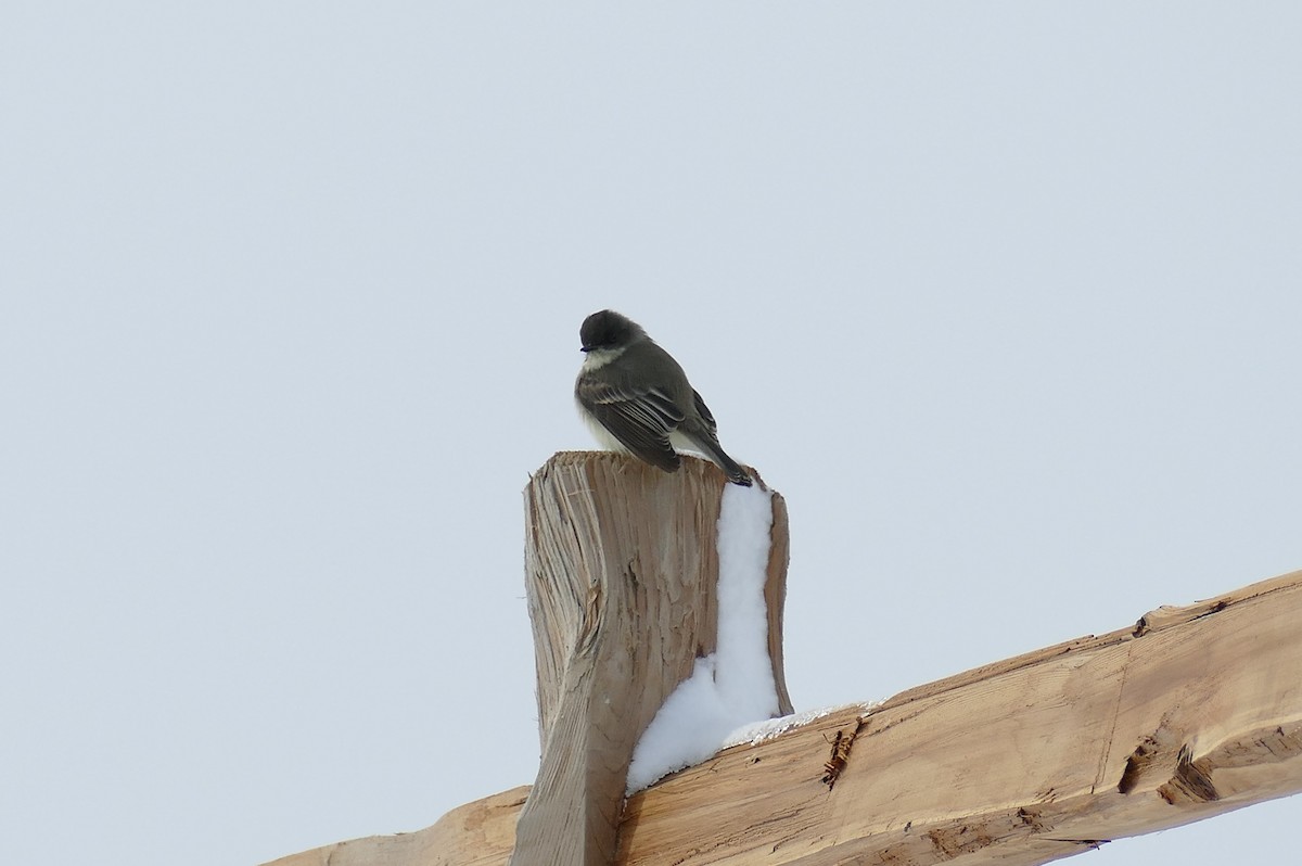 Eastern Phoebe - ML274801641