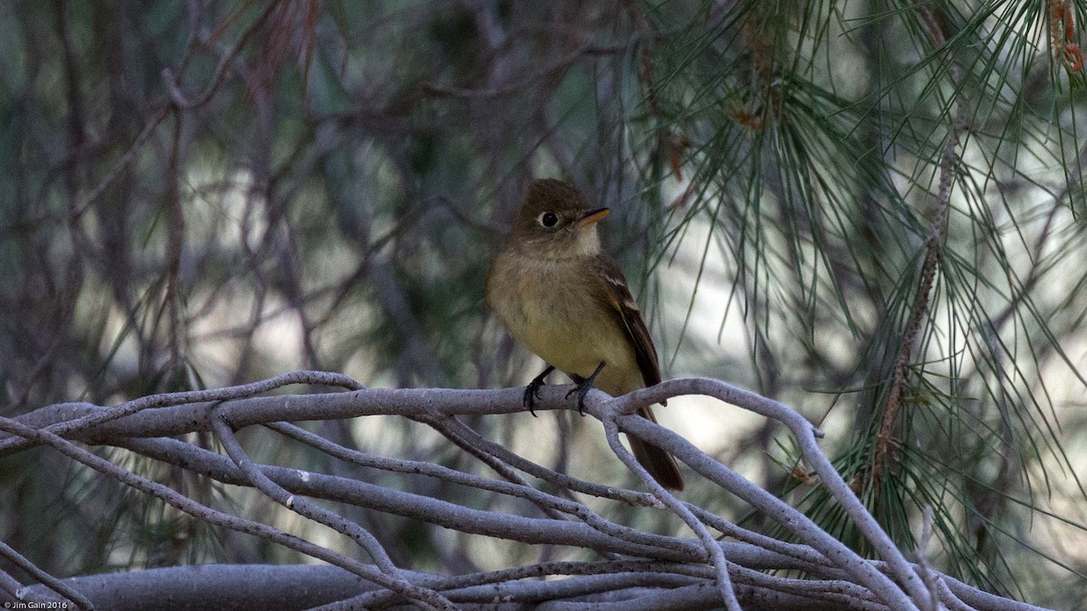 Western Flycatcher (Pacific-slope) - ML27480221