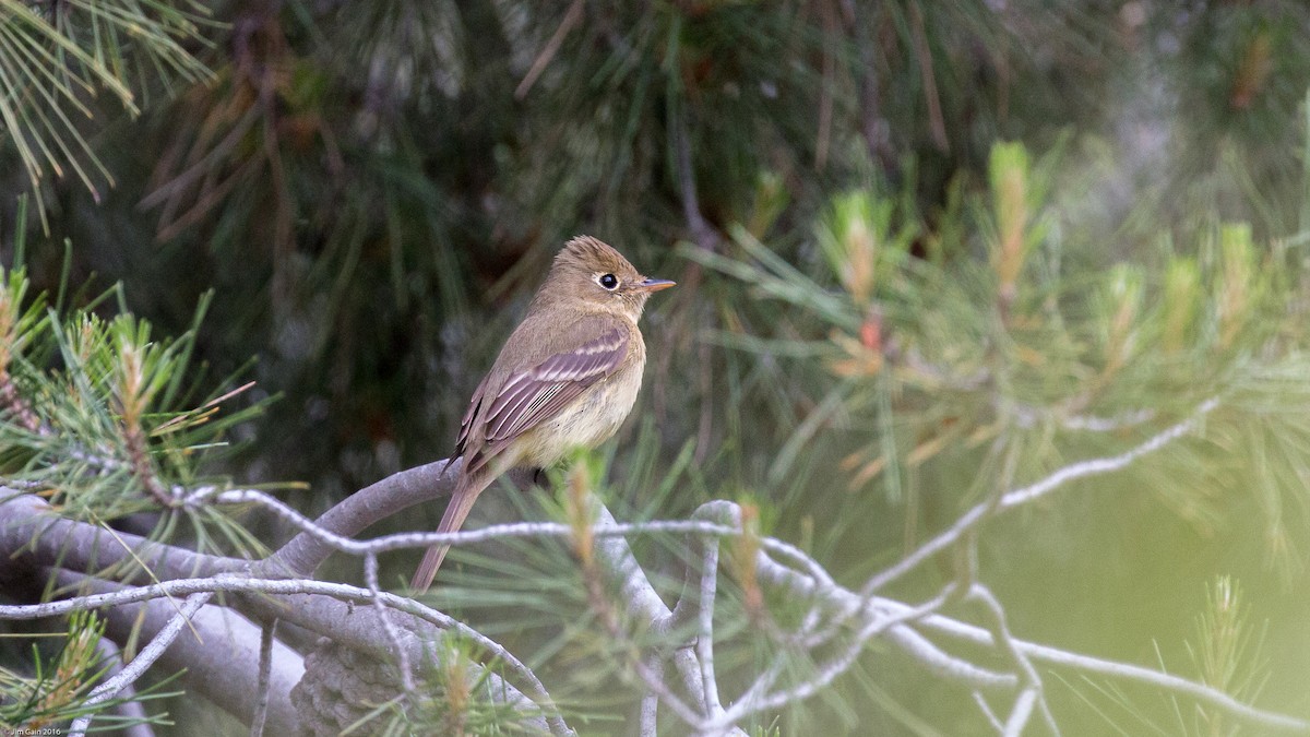 Western Flycatcher (Pacific-slope) - ML27480231