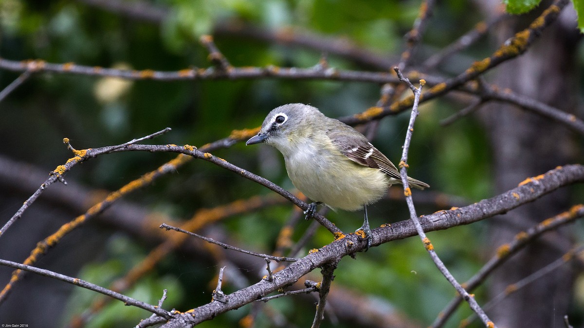 Cassin's Vireo - ML27480241