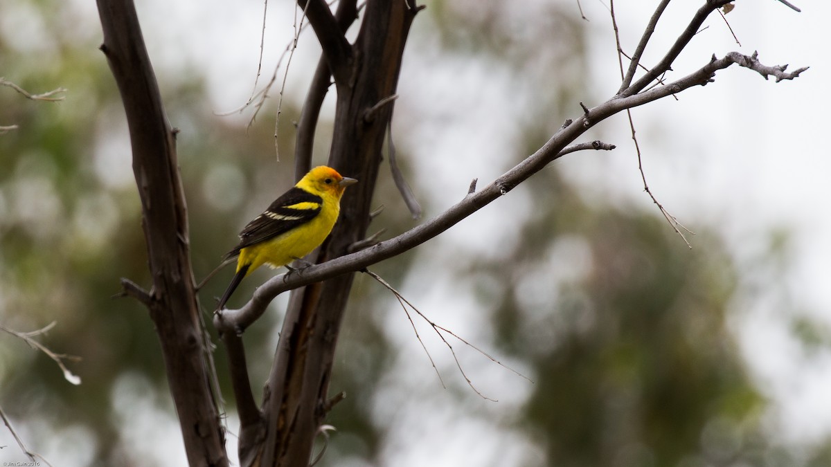 Western Tanager - ML27480301