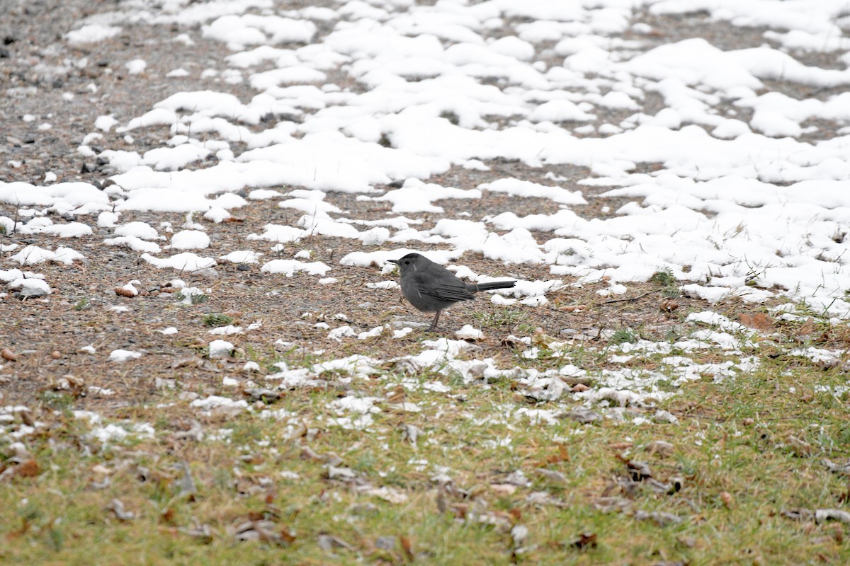 Gray Catbird - ML274803331