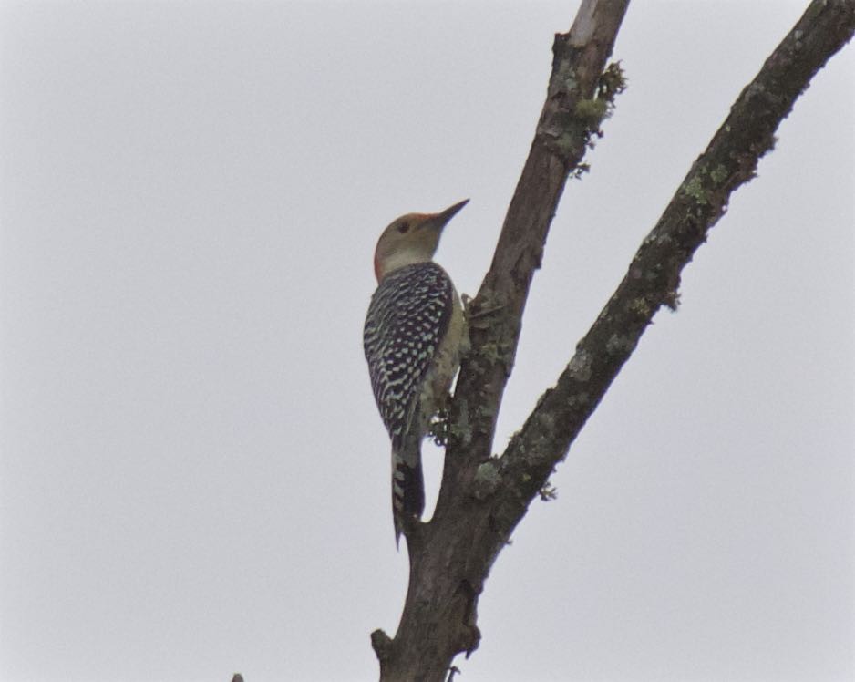 Red-bellied Woodpecker - ML274805341