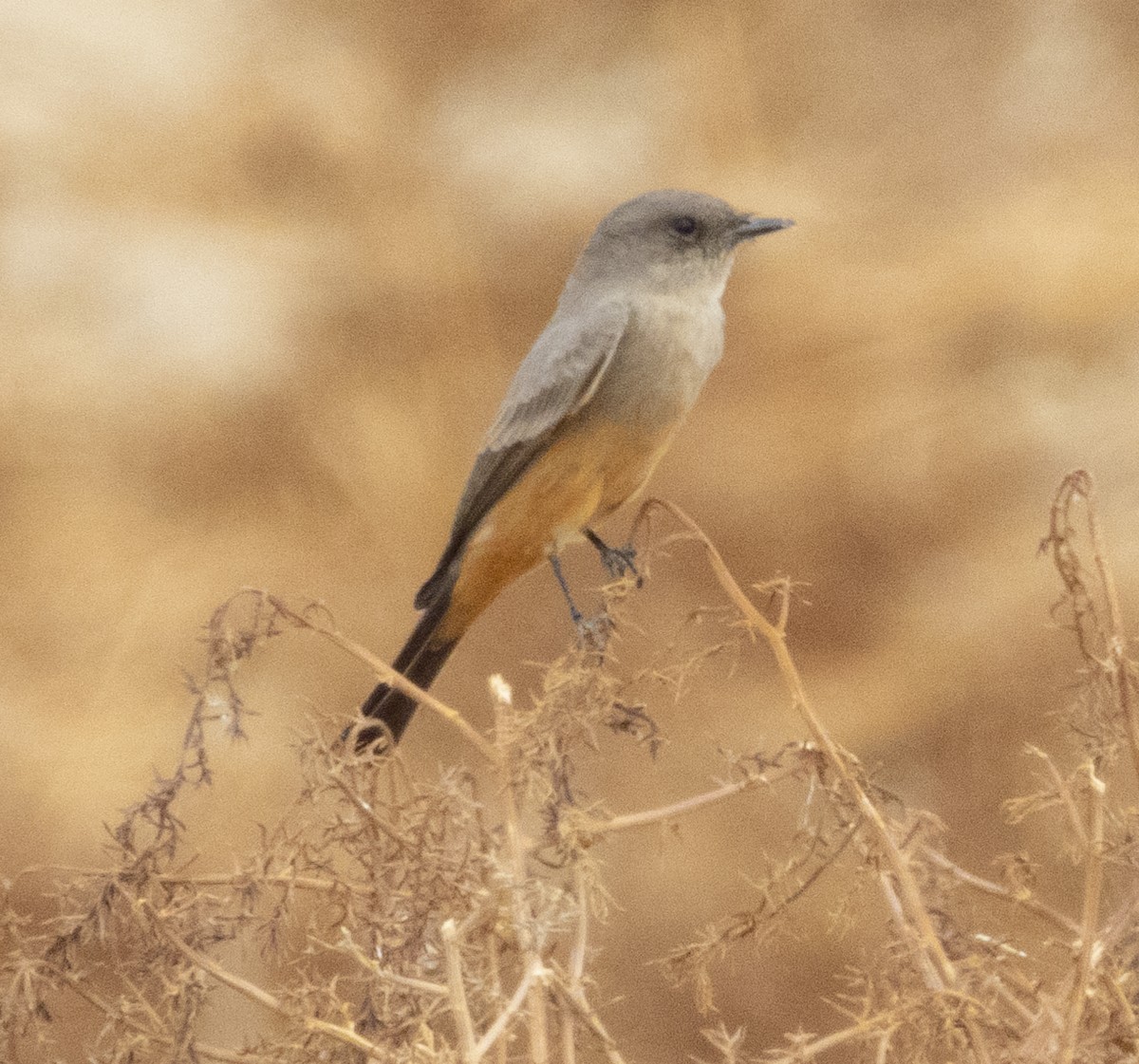 Say's Phoebe - ML274807971