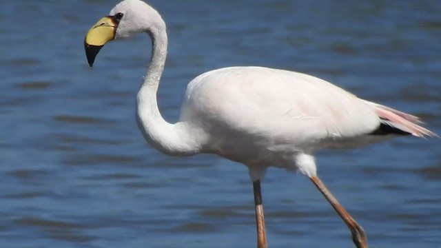 James's Flamingo - ML274809851