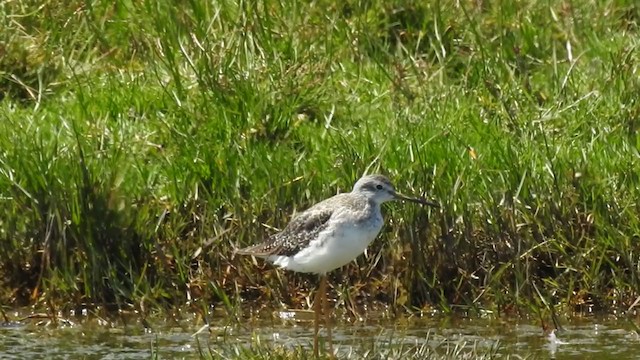 Greater Yellowlegs - ML274810771