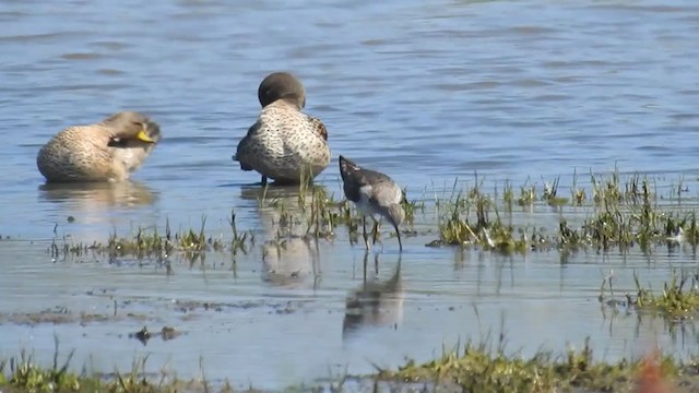 Lesser Yellowlegs - ML274810851