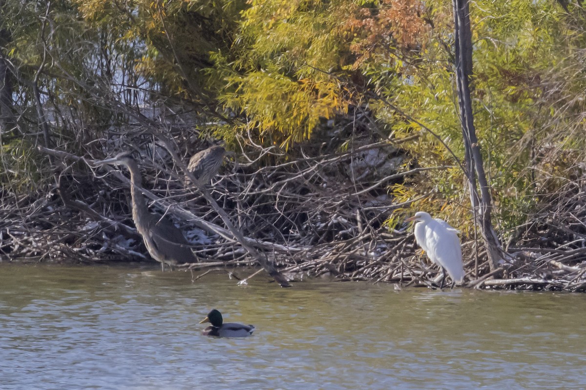 Black-crowned Night Heron - ML274811201